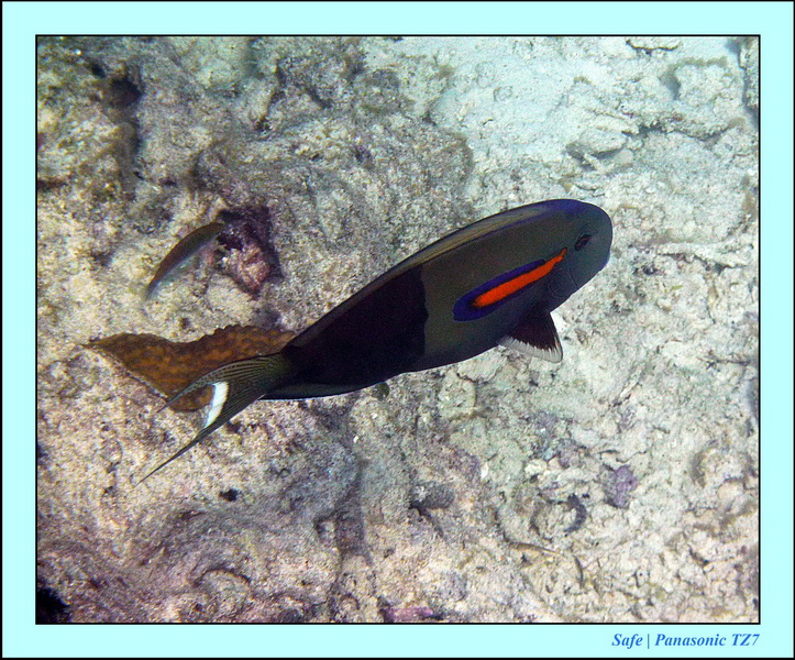 2011 - 08 - Borneo - Mataking 52